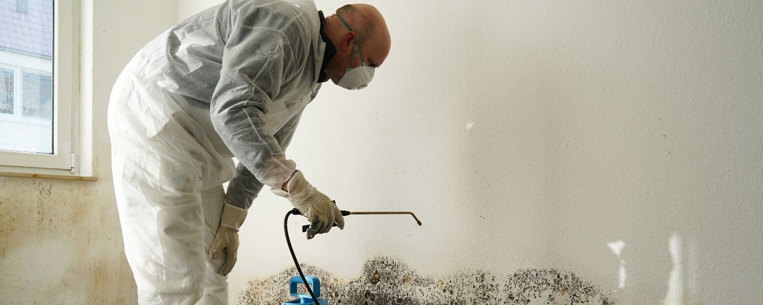 Mold Remediation: What It Is, Costs, and Timeframes