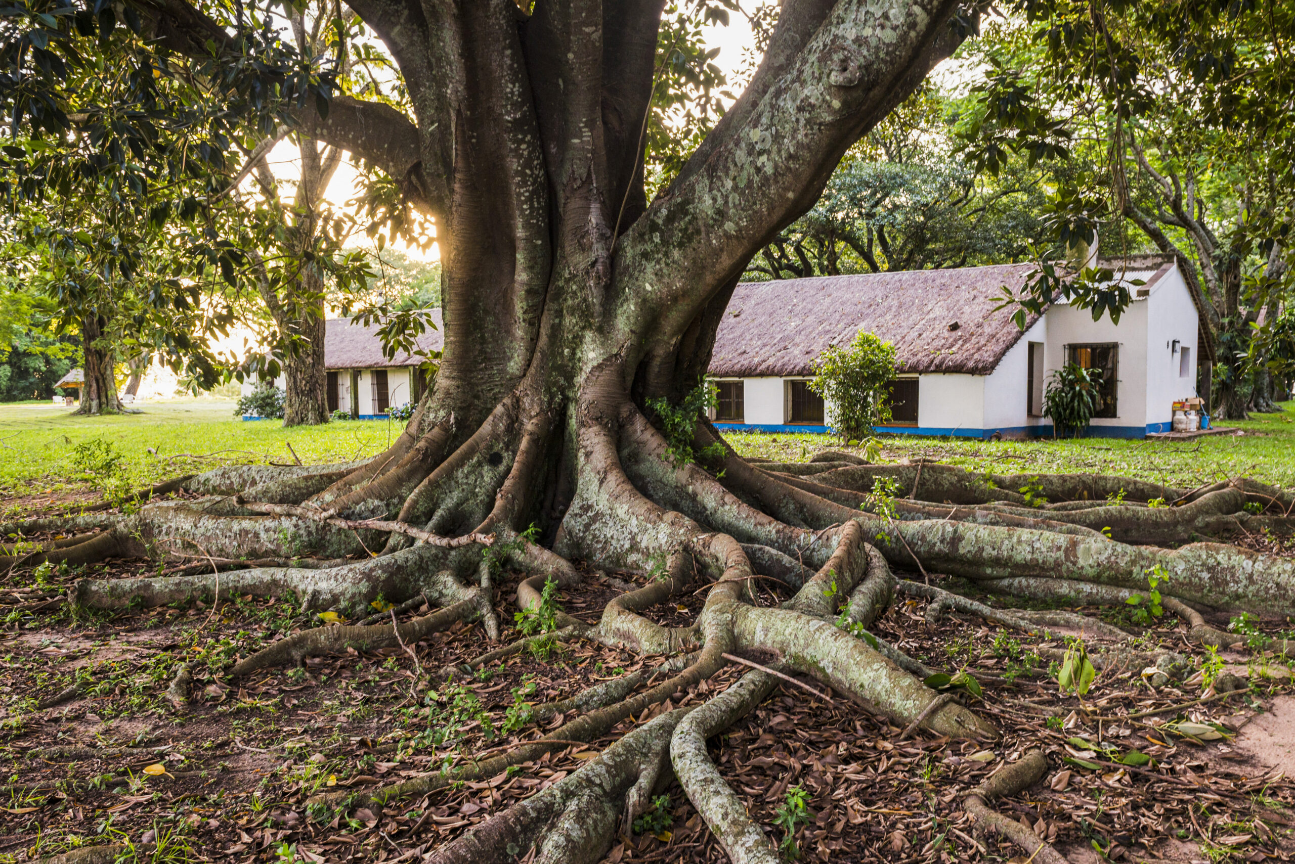Tree Root Intrusion in San Diego Sewer Lines: What You Need to Know